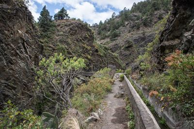 Dirt road amidst trees and plants against sky
