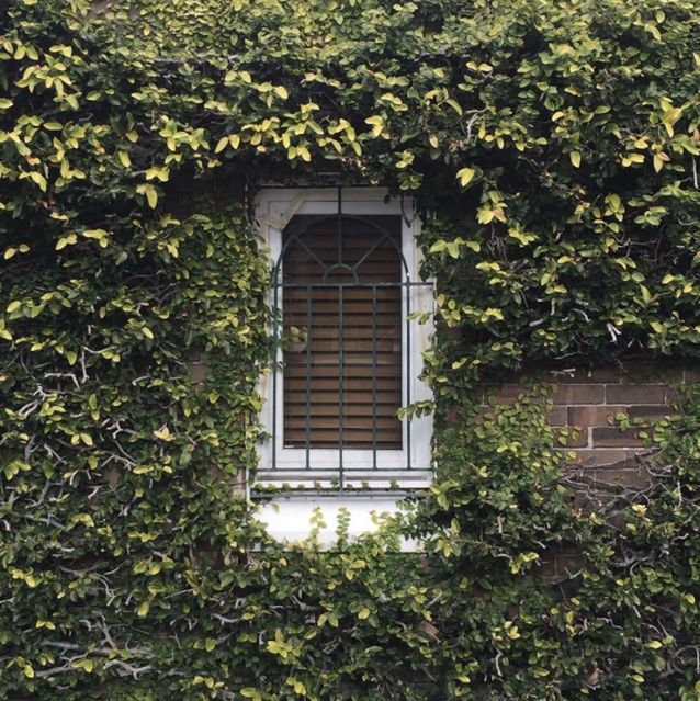 building exterior, built structure, architecture, window, tree, growth, house, plant, green color, ivy, residential structure, nature, no people, leaf, day, door, outdoors, residential building, closed, creeper plant