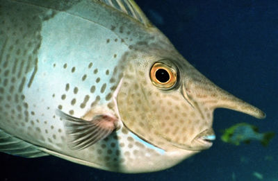 Close-up of nose doctor fish swimming in sea