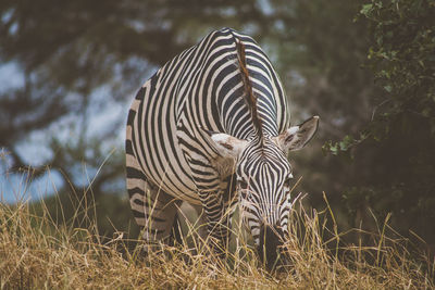 Close-up of zebra on field