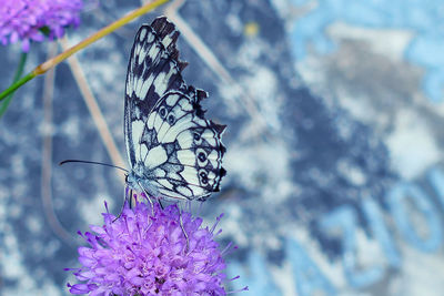 Close-up of butterfly on purple flower