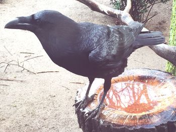 Close-up of raven perching on bird bath