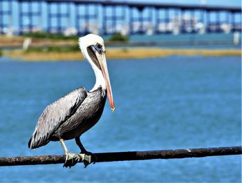 Close-up of bird perching on railing against lake