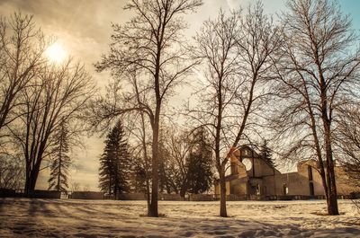 Bare trees on field against sky during winter