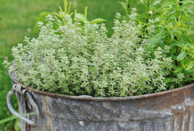 Close-up of fresh green herb plant