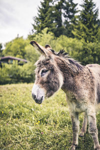 Close-up of a horse on field