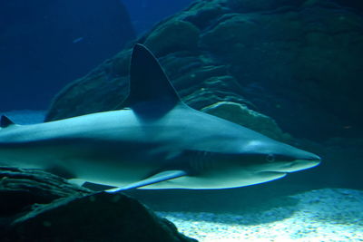 Close-up of fish swimming in sea