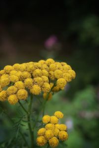 Close-up of yellow flowering plant on field