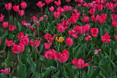 Red flowers blooming in bloom