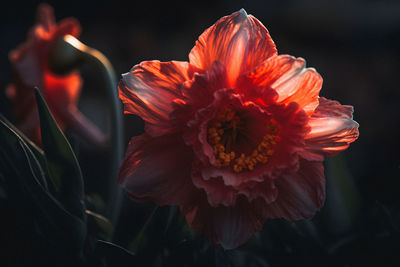 Close-up of red flower