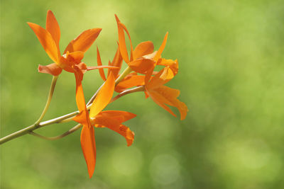 Close-up of orange flowering plant