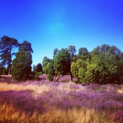 Scenic view of field against clear blue sky