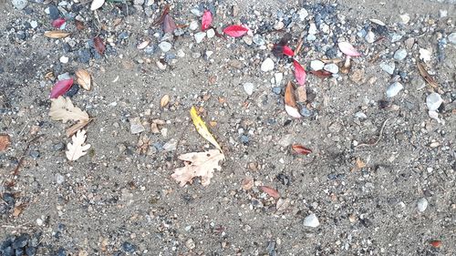 High angle view of garbage on street