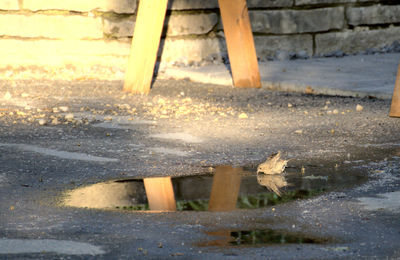 Low section of person with reflection on puddle