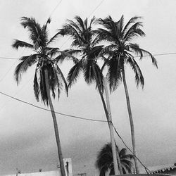 palm tree