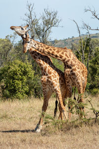 Two male masai giraffes necking near bushes