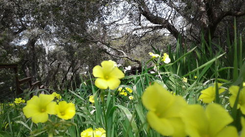 Low angle view of yellow flowers