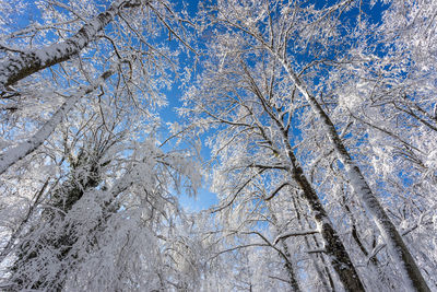 Winter Tree