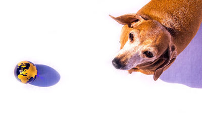 Close-up of a dog over white background