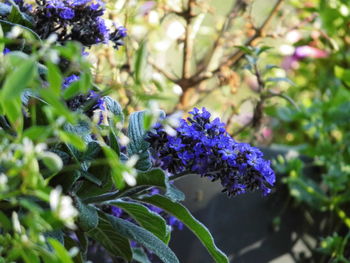 Close-up of purple flowers blooming outdoors