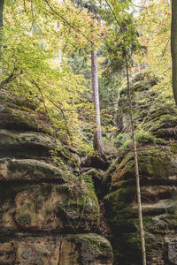 Low angle view of trees in forest