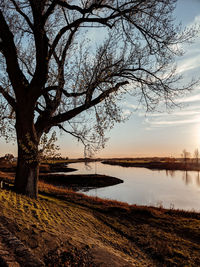 Bare tree by lake against sky during sunset