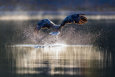 View of birds flying over lake