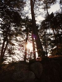 Sun shining through trees