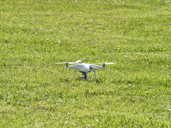 Bird flying over a field