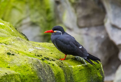 Close-up of bird perching on rock