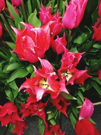 Close-up of pink flowers