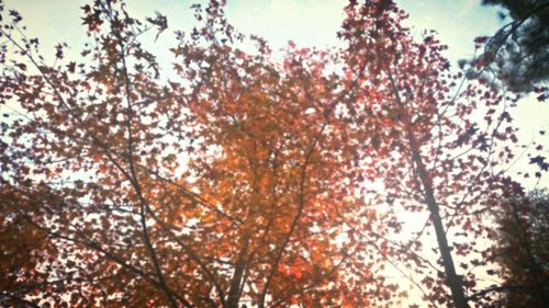 Low angle view of tree against sky