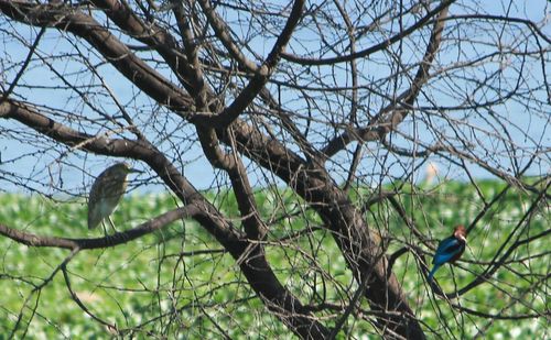 Low angle view of bird perching on tree against sky