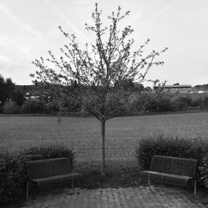 Bare tree on landscape against sky