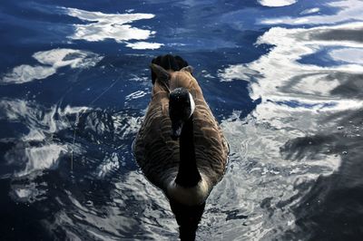 High angle view of duck swimming on lake