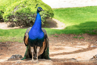 Peacock on a field