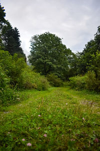 Trees growing on field against sky