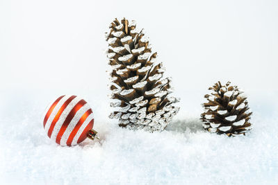 Close-up of pine cones on snow