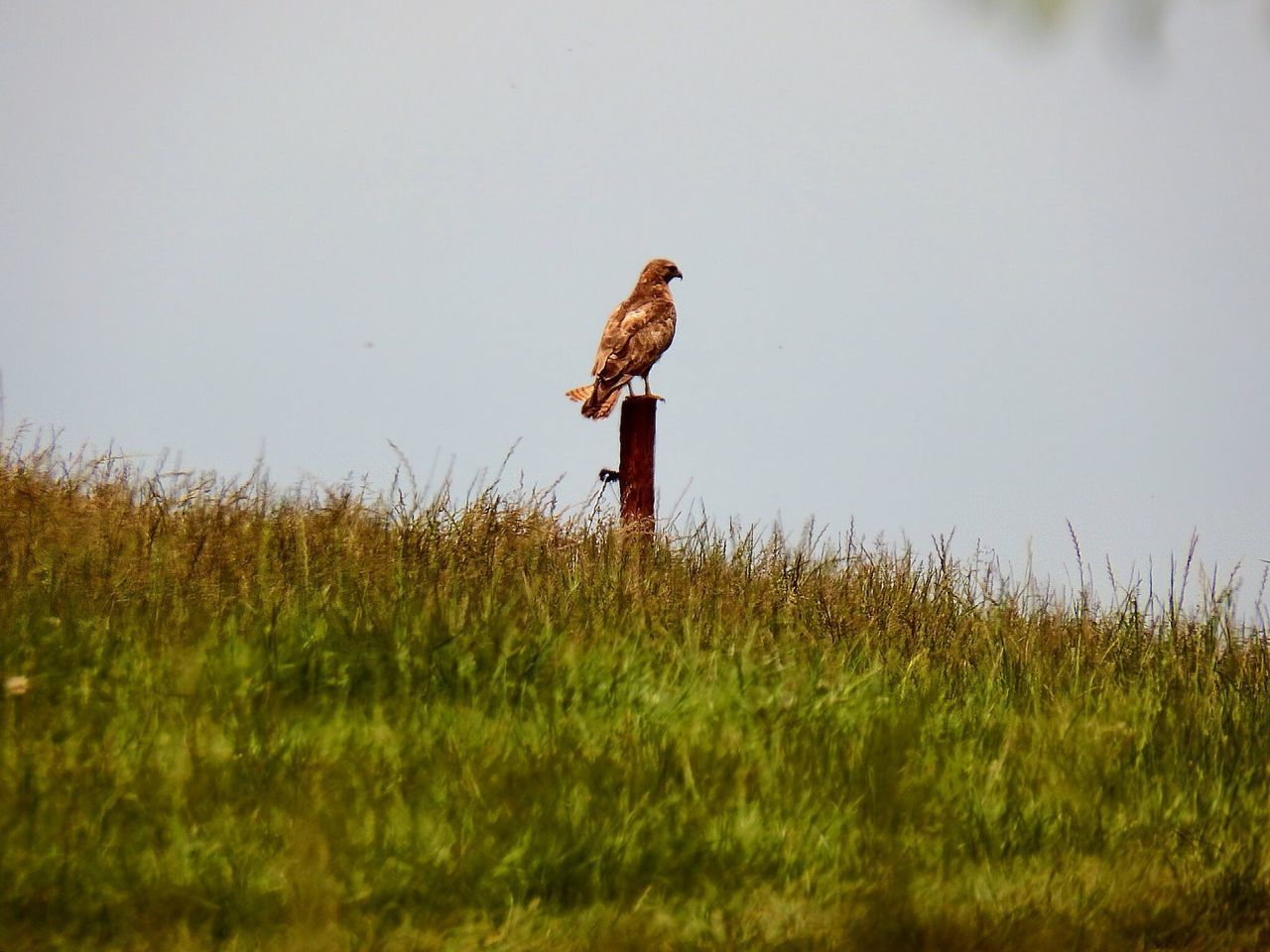 SIDE VIEW OF PERSON STANDING ON FIELD