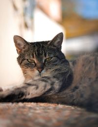 Close-up portrait of a cat