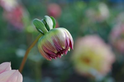Close-up of pink flower buds