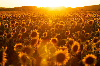 Scenic view of flower field against sky during sunset