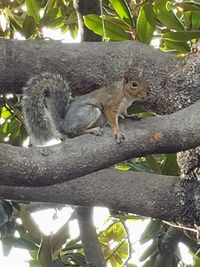 Low angle view of squirrel on tree