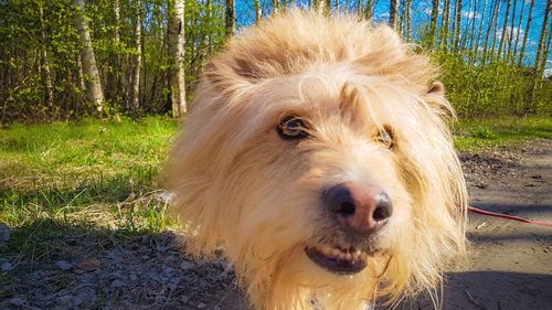 Close-up portrait of dog on grass