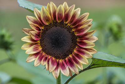 Close-up of purple flowering plant