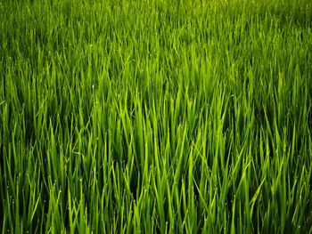 Full frame shot of wet grass growing on field