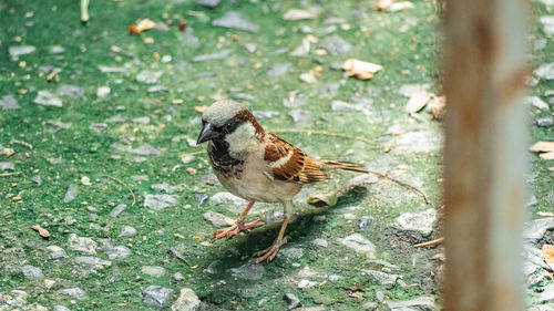 High angle view of bird perching on land