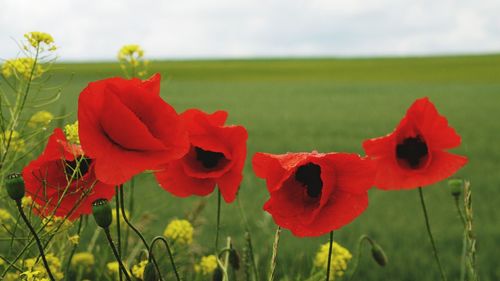 Close-up of red poppy flowers in field