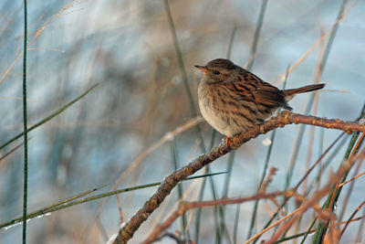 Close-up of bird perching on tree