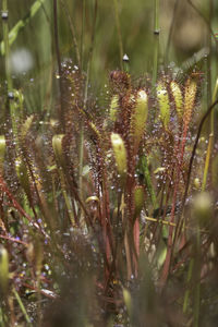 Close-up of wet plants on rainy day